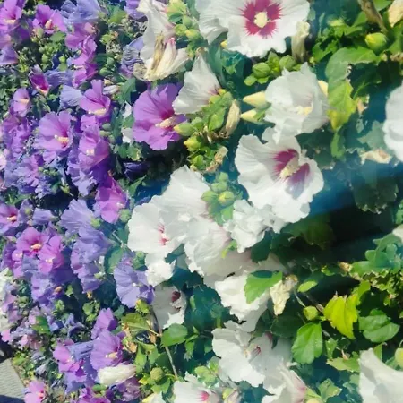 Apartment Golf Club Mia 2