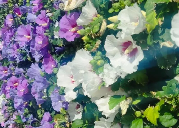 Апартамент Golf Club Mia 2